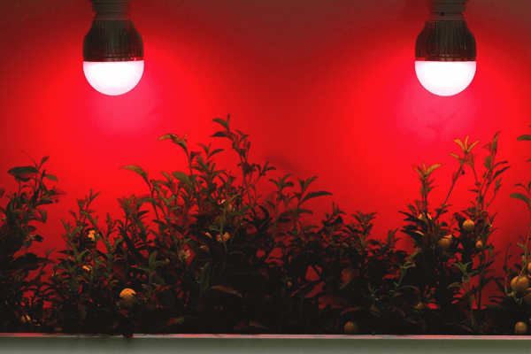 Why is Red Light Good for Plants