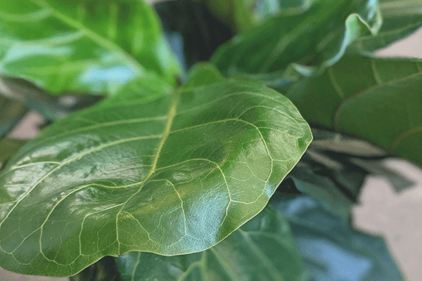 Do Fiddle-Leaf Figs Go Dormant